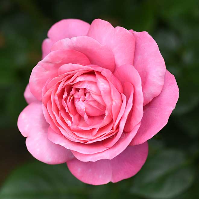 バラ ディジリー｜花の手帖の薔薇図鑑