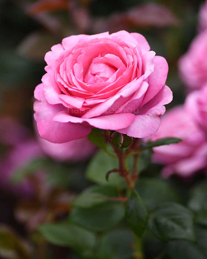 バラ ディジリー｜花の手帖の薔薇図鑑