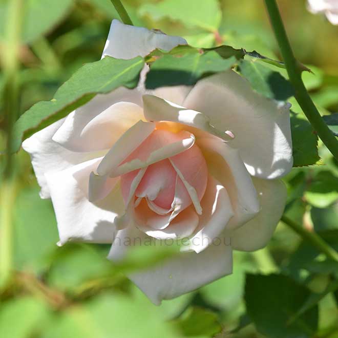 バラ ダイアナ｜花の手帖の薔薇図鑑