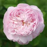 バラ ッチェス ドゥ モントゥブロー|花の手帖の薔薇図鑑