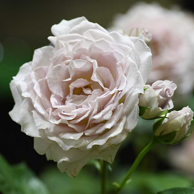 バラ タフタ｜花の手帖の薔薇図鑑