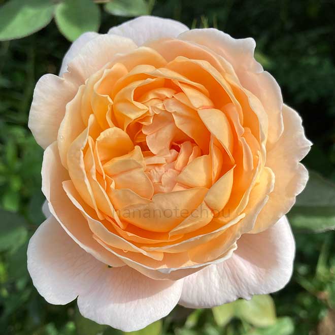 バラ タモラ｜花の手帖の薔薇図鑑