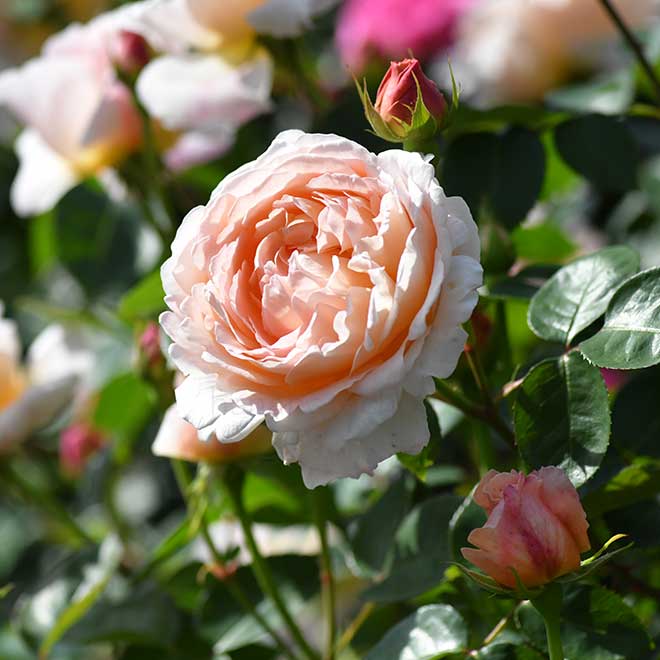 バラ タモラ｜花の手帖の薔薇図鑑