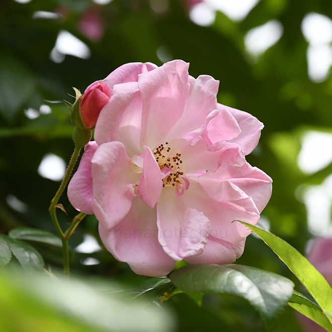 バラ ティーランブラー|花の手帖の薔薇図鑑