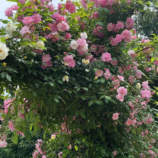 バラ ティーランブラー|花の手帖の薔薇図鑑