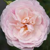 バラ てまり｜花の手帖の薔薇図鑑