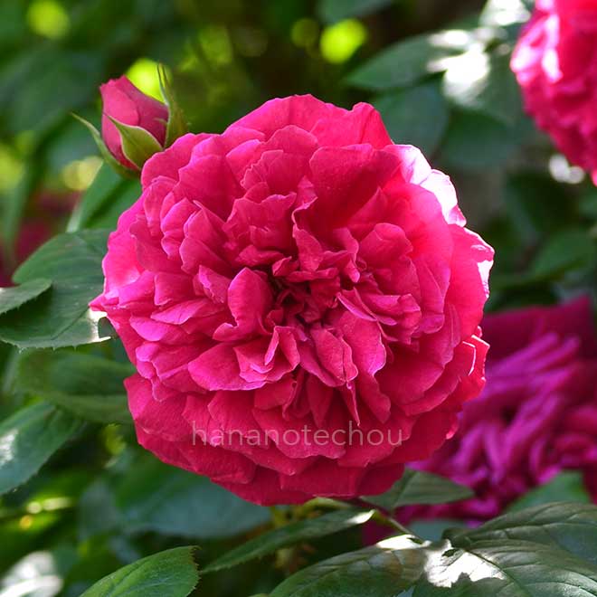 バラ テス オブ ザ ダーバーヴィルズ｜花の手帖の薔薇図鑑