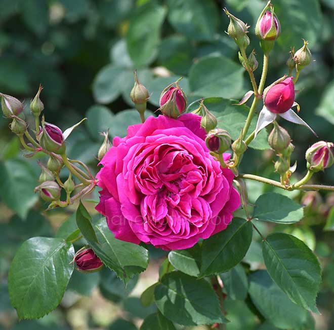 バラ ユジェーヌイーマルリ｜花の手帖の薔薇図鑑