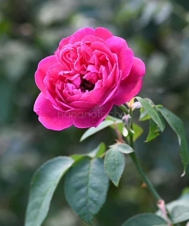 バラ ユジェーヌイーマルリ｜花の手帖の薔薇図鑑