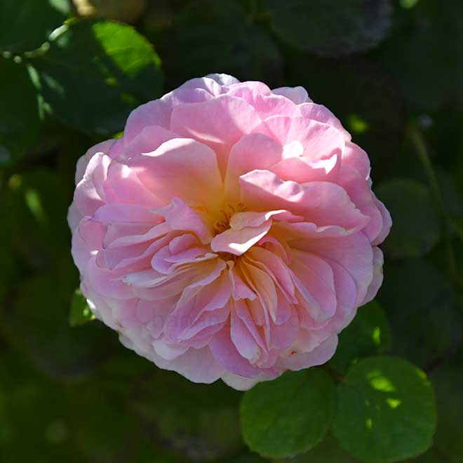 バラ ユーステイシア ヴァイ|花の手帖の薔薇図鑑