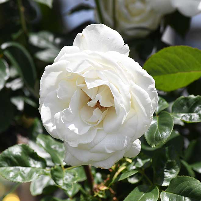 バラ ユキサン｜花の手帖の薔薇図鑑