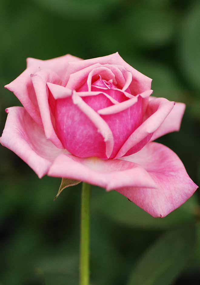 バラ 結愛|花の手帖の薔薇図鑑