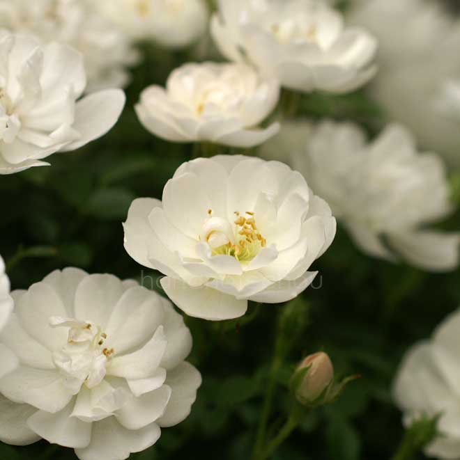 バラ 雪姫｜花の手帖の薔薇図鑑