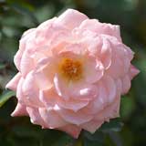 バラ 優花|花の手帖の薔薇図鑑