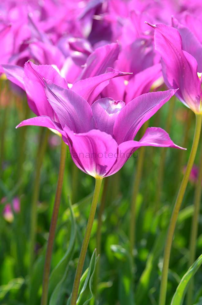 チューリップ 夢の紫｜花の手帖のチューリップ図鑑