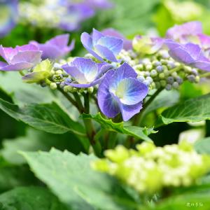 アジサイ　アツミシボリ｜花の手帖の紫陽花図鑑