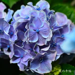 アジサイ　 フラウ アヤ（Frau Aya）｜花の手帖の紫陽花図鑑