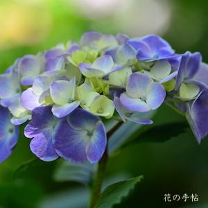 アジサイ　 フラウ サヨコ（Frau Sayoko）｜花の手帖の紫陽花図鑑