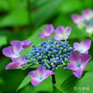 アジサイ　ギンペル（Gimpel）｜花の手帖の紫陽花図鑑