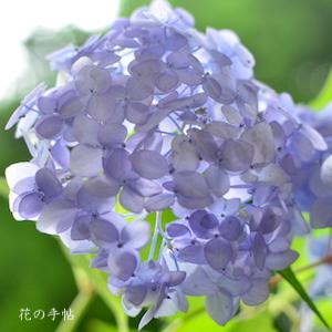 アジサイ　｜花の手帖の紫陽花図鑑