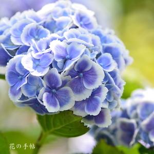 アジサイ　モナリザ（Monna Lisa）｜花の手帖のweb紫陽花図鑑