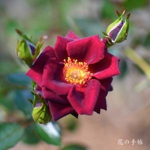 バラ　ブラック ジェイド｜花の手帖のバラ図鑑