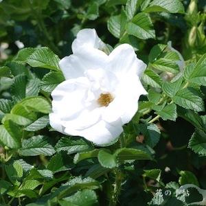 バラ　ブラン ドゥブル ドゥ クーベル｜花の手帖のバラ図鑑