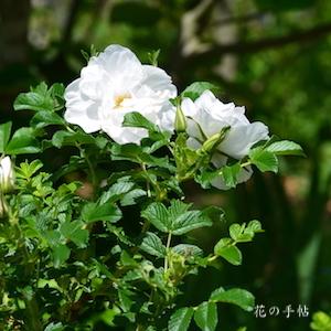 バラ　ブラン ドゥブル ドゥ クーベル｜花の手帖のバラ図鑑