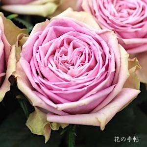 バラ　ブルー ミルフィーユ（Blue Millfeuille）｜花の手帖のバラ図鑑