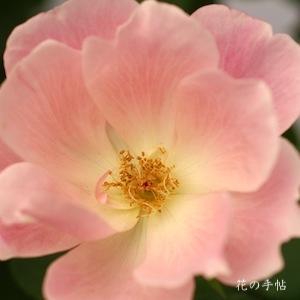 バラ　ブラッシングノックアウト（Blushing Knock Out）｜花の手帖のバラ図鑑