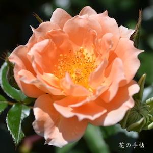 バラ　ブリッジオブサイ｜花の手帖のバラ図鑑