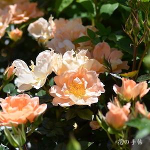 バラ　ブリッジオブサイ｜花の手帖のバラ図鑑