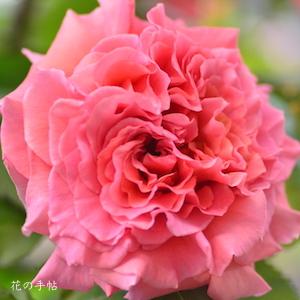 バラ　ブリリアント（Briliant）｜花の手帖のバラ図鑑