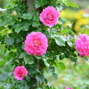 バラ　ファンシー ラッフル｜花の手帖のバラ図鑑