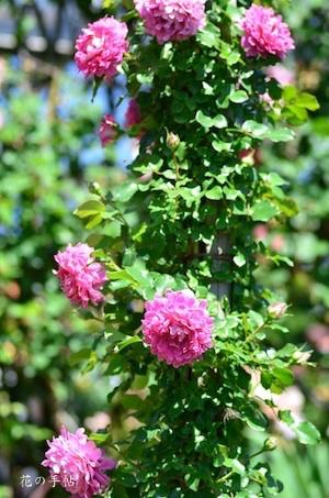 バラ　ファンシー ラッフル｜花の手帖のバラ図鑑