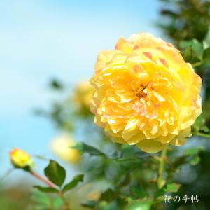 バラ　ファイヤーワークスラッフル｜花の手帖のバラ図鑑