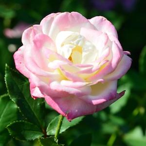 バラ　フォー ユー（For You）｜花の手帖のバラ図鑑