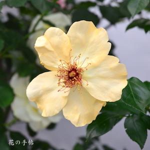 バラ　フランシーヌロワイノー｜花の手帖のバラ図鑑