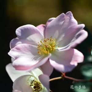 バラ　フラウ ジュリー ポールゼン｜花の手帖のバラ図鑑