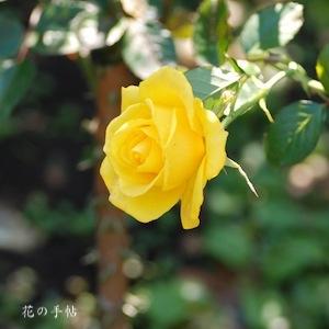 バラ　ファルツアー ゴールド｜花の手帖のバラ図鑑