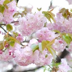 サクラ　イモセ（妹背）｜花の手帖の桜図鑑