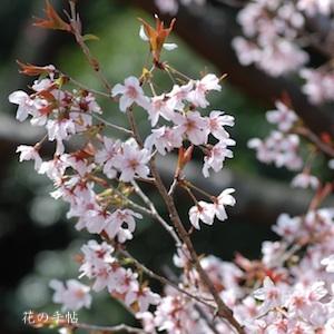 サクラ　トウカイザクラ（東海桜）｜花の手帖の桜図鑑