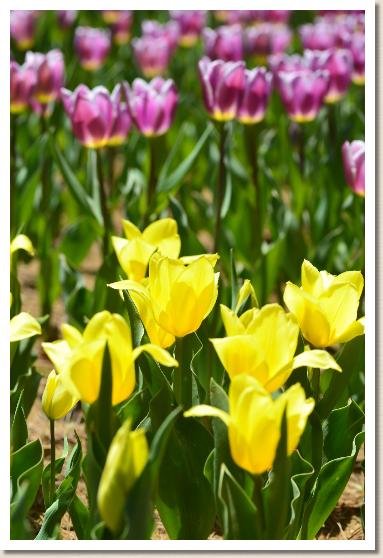 チューリップ　レモンアイス（Lemon Ice）