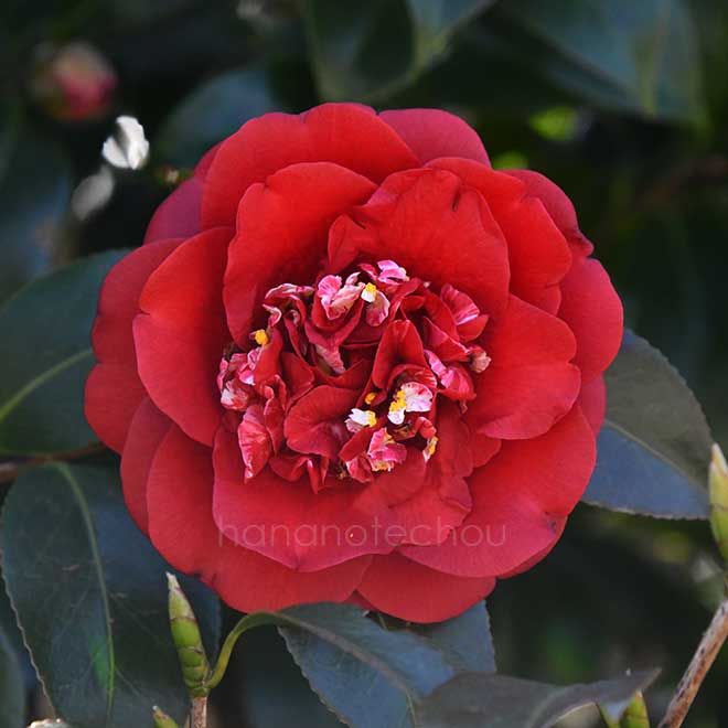 椿 関西黒龍｜花の手帖の椿図鑑