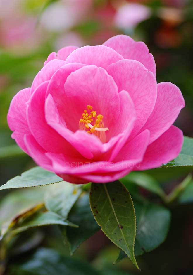 椿 バーバラ クラーク｜花の手帖の椿図鑑