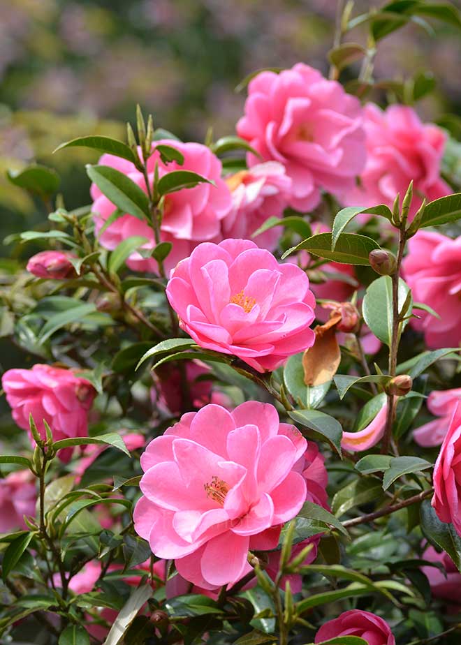 椿 ブライアン｜花の手帖の椿図鑑