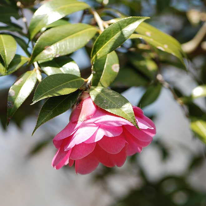 椿 ブライアン｜花の手帖の椿図鑑