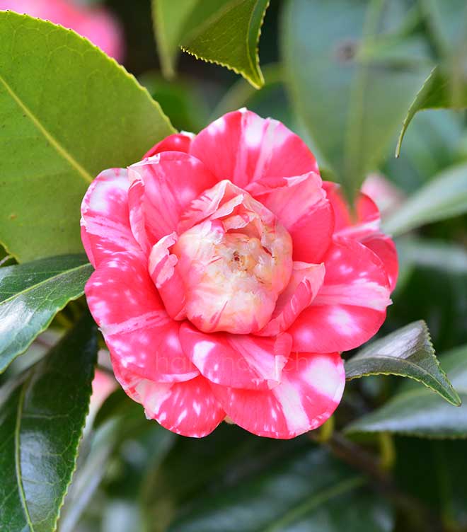 椿 千歳菊｜花の手帖の椿図鑑