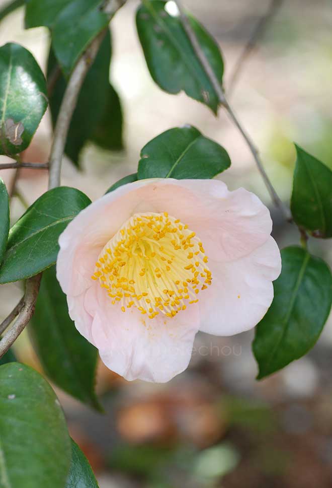 椿 長寿楽｜花の手帖の椿図鑑