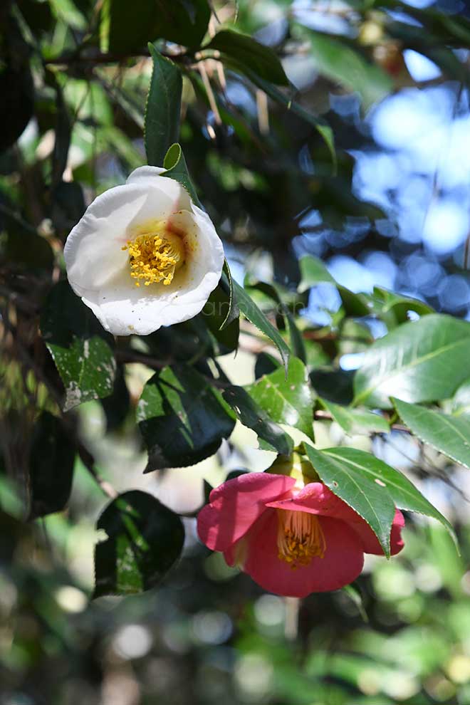 椿 中部五色椿｜花の手帖の椿図鑑